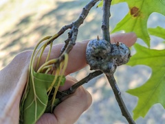 Callirhytis quercuscornigera