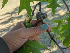 Callirhytis quercuscornigera