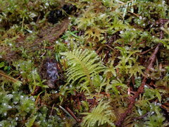 Kindbergia oregana