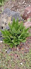 Asphodeloideae