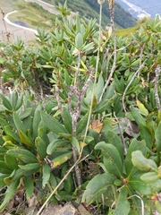 Rhododendron caucasicum
