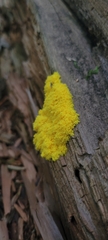 Fuligo septica
