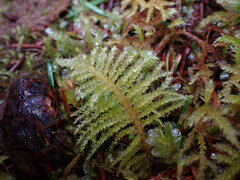 Kindbergia oregana