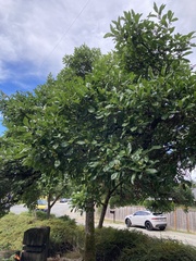 Crataegus mexicana