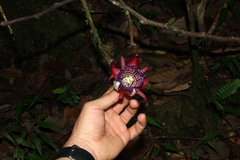 Passiflora ambigua