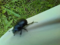 Anoplotrupes stercorosus