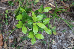 Lyonia ferruginea