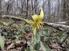 Erythronium americanum
