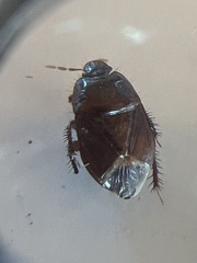 Pangaeus bilineatus