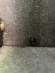 Phidippus apacheanus