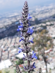 Salvia polystachia