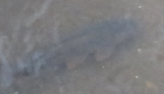 Cyprinus carpio