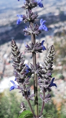 Salvia polystachia