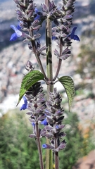Salvia polystachia