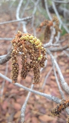 Terminalia corrugata