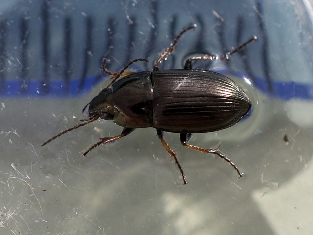 Amara plebeja