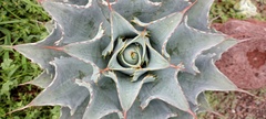 Agave potatorum