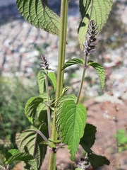 Salvia polystachia
