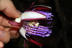 Passiflora ambigua