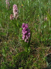 Dactylorhiza incarnata