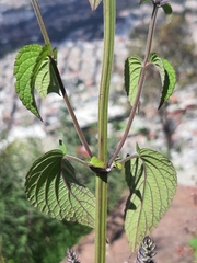 Salvia polystachia