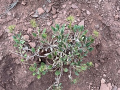 Amelanchier utahensis