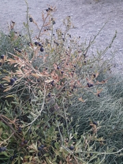 Chrysojasminum fruticans