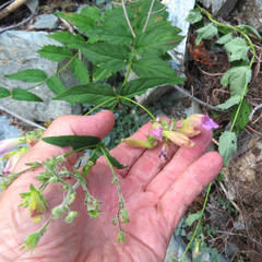 Nothochelone nemorosa