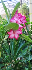 Adenium