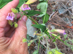 Nothochelone nemorosa