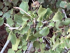 Amelanchier utahensis