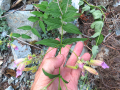 Nothochelone nemorosa