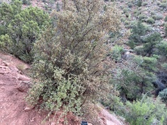 Amelanchier utahensis