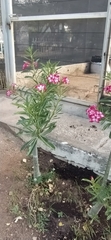 Adenium