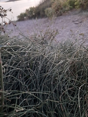 Ephedra distachya