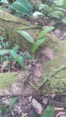 Epidendroideae