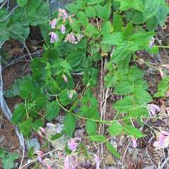 Nothochelone nemorosa