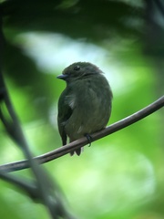 Lepidothrix velutina