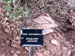 Amelanchier utahensis