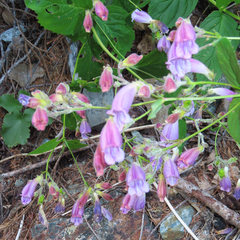 Nothochelone nemorosa