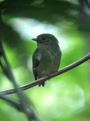 Lepidothrix velutina