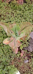 Echeveria gibbiflora
