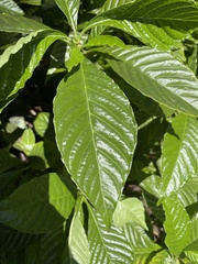 Psychotria nervosa