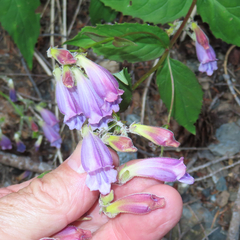Nothochelone nemorosa