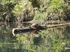 Deirochelyinae
