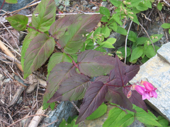 Nothochelone nemorosa