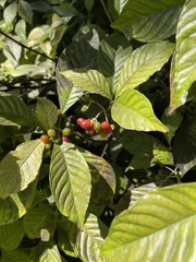 Psychotria nervosa