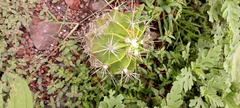 Echinopsis oxygona