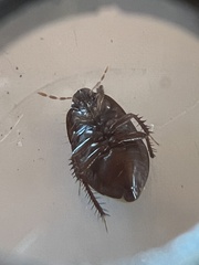 Pangaeus bilineatus