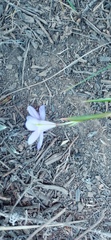 Moraea polyanthos